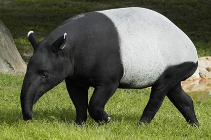 *2 Billets journaliers adulte (13 ans et plus)-Parc Safari<br><h5 style="color: rgb(255,0,0)">Envoyé par courriel</h5> - Image 4