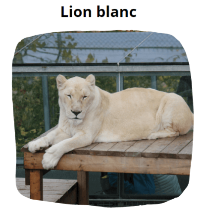 *2 Billets journaliers adulte (13 ans et plus)-Parc Safari<br><h5 style="color: rgb(255,0,0)">Envoyé par courriel</h5> - Image 5
