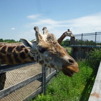 *2 Billets journaliers adulte (13 ans et plus)-Parc Safari<br><h5 style="color: rgb(255,0,0)">Envoyé par courriel</h5> - Image 3