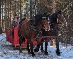 Forfait Familial (2 adultes, 2 enfants) - Les Écuries Gaétany – Image 7