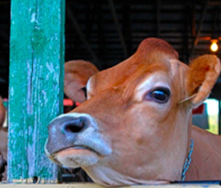 2 passeports week-end - Exposition agricole de Richmond <br><h5 style="color: rgb(255,0,0)">Envoyé par courriel</h5>